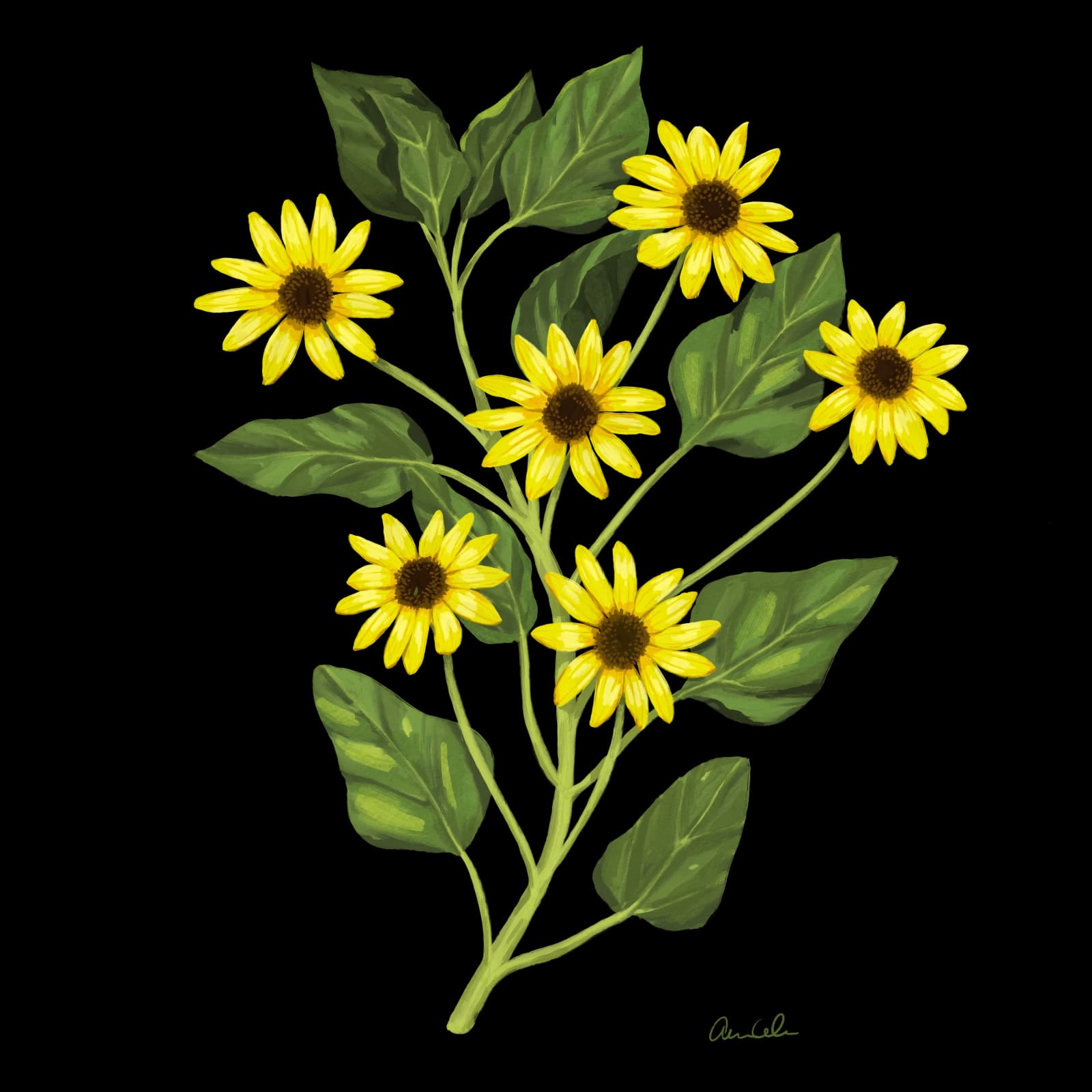 Dune sunflower illustration by Anna Coleman